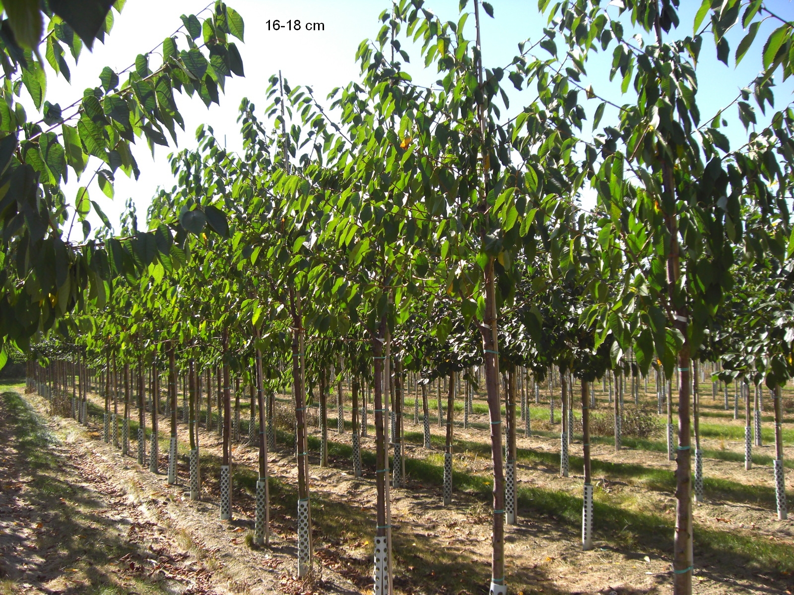 große Obstbäume große Obstbäume
